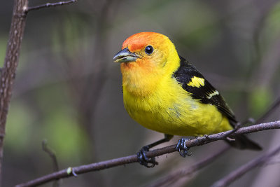 western tanager 051517_MG_8616 