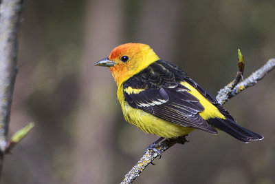 western tanager 051517_MG_8716 