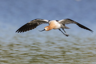 american avocet 052117_MG_1279