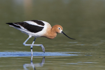 american avocet 052117_MG_2074