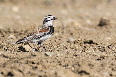 mccown's longspur 052217_MG_3506 