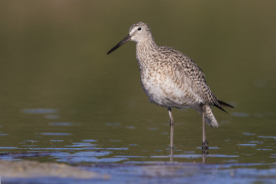 willet 052117_MG_1795 