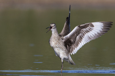 willet 052117_MG_1923 