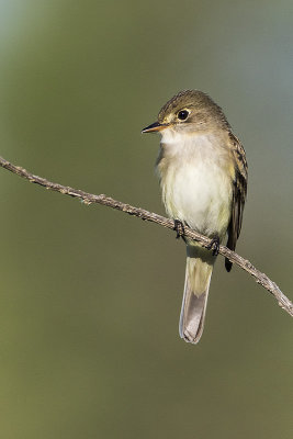 alder flycatcher 052717_MG_4913 