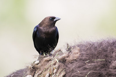 brown-headed cowbird 052617_MG_4171 