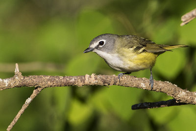blue-headed vireo 052717_MG_4434 