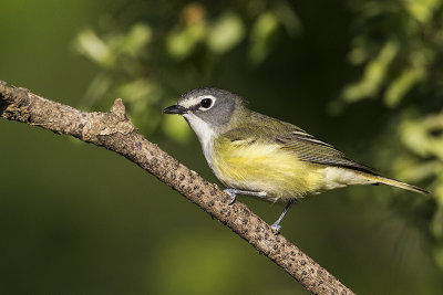 blue-headed vireo 052717_MG_4564 
