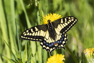 anise swallowtail 052817_MG_6471
