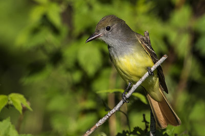 Great Crested Flycatchers