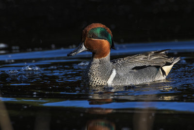 green-winged teal 052817_MG_6741 