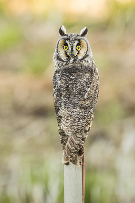 long-eared owl 052717_MG_4404 