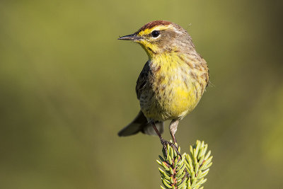 palm warbler 052717_MG_5473 