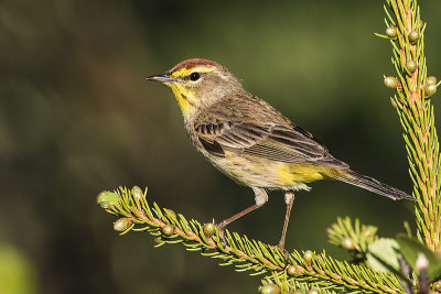 palm warbler 052717_MG_5848 