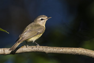 philadelphia vireo 052917_MG_8149 