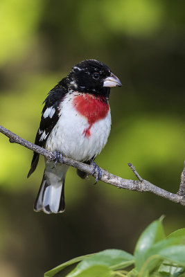 rose-breasted grosbeak 052817_MG_6101 