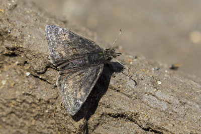 butterfly 060317_MG_6482