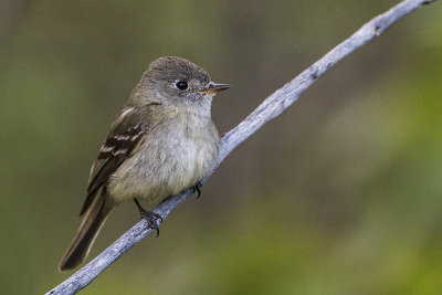 Dusky Flycatchers