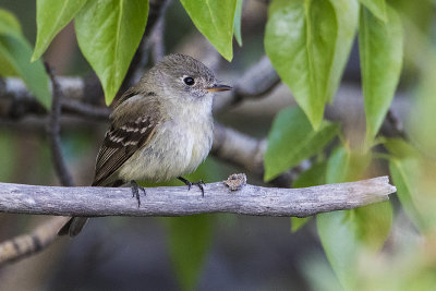 dusky flycatcher 060317_MG_8982 