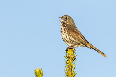fox sparrow 060217_MG_8474 