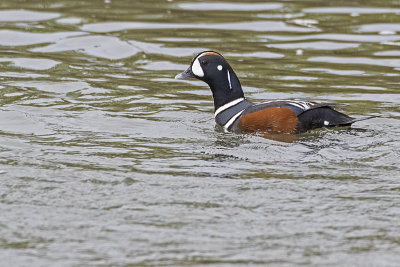 harlequin duck 060417_MG_0268 