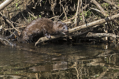 mink 060317_MG_9696