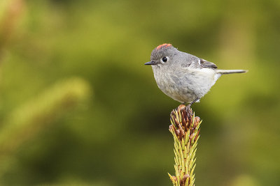 ruby-crowned kinglet 060417_MG_0432