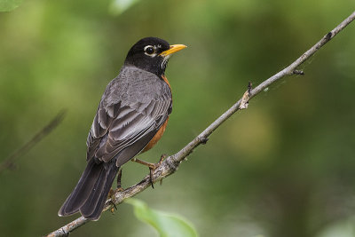 american robin 060717_MG_1353 