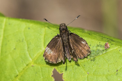 roadside skipper 060817_MG_3477