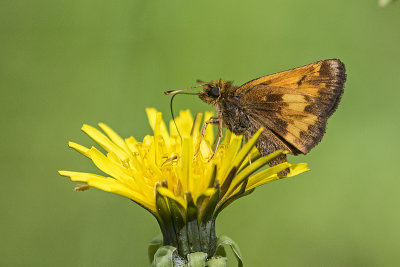 skipper 060817_MG_3559