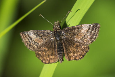 dreamy duskywing 060817_MG_3763