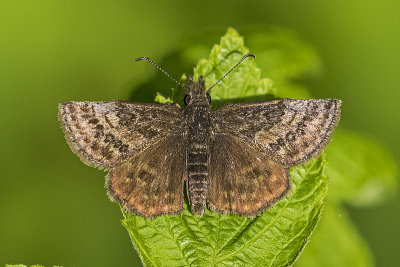 dreamy duskywing 060817_MG_3987
