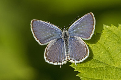 western tailed blue 060817_MG_4007