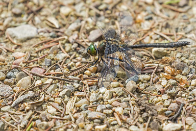 dragonfly 060817_MG_3580 