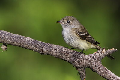 least flycatcher 060817_MG_1964 
