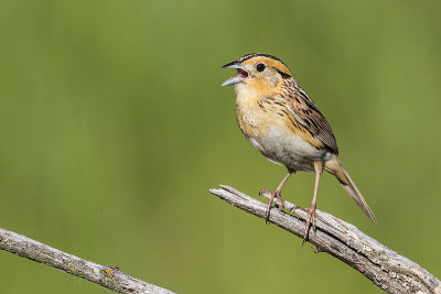 leconte's sparrow 060817_MG_2497 