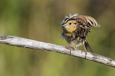 leconte's sparrow 060817_MG_2257 