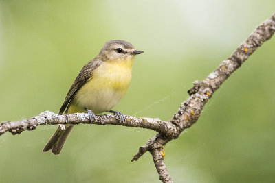 philadelphia vireo 060817_MG_4325 