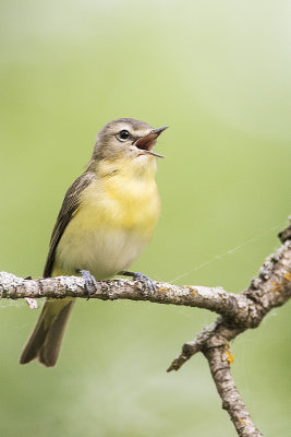philadelphia vireo 060817_MG_4369 