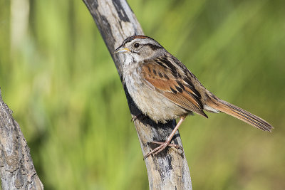 swamp sparrow 060817_MG_2902 
