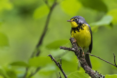 canada warbler 061117_MG_4675 