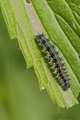 caterpillar 061817_MG_8609 