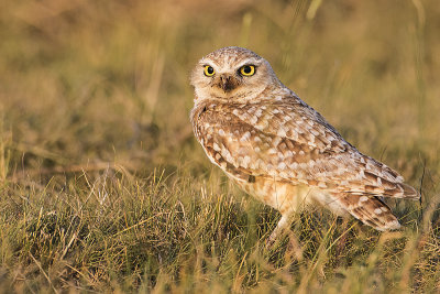 burrowing owl 070117_MG_9734 