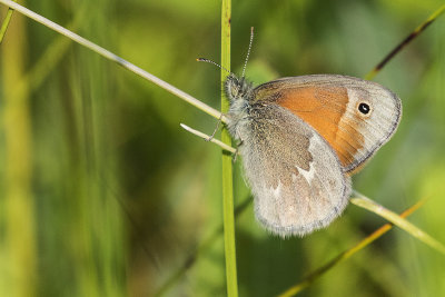 ringlet 070817_MG_0241 