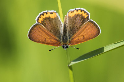 purplish copper 070817_MG_0402