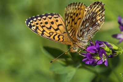 ? fritillary 070817_MG_0512