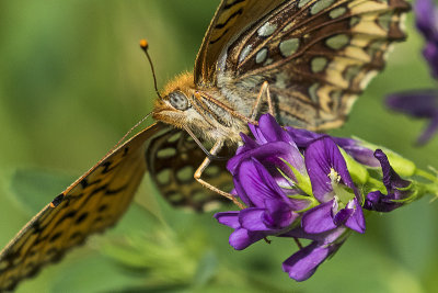 ? fritillary 070817_MG_0527