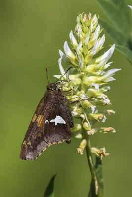 silver-spotted skipper 070817_MG_0904