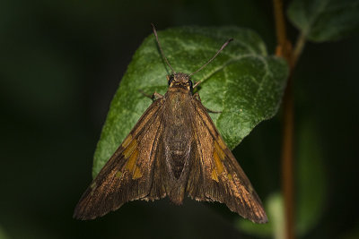 silver-spotted skipper 070817_MG_1016