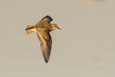 baird's sandpiper 073117_MG_3530 