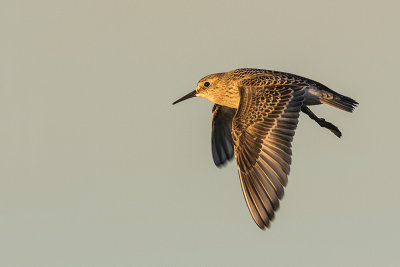 baird's sandpiper 073117_MG_3552 